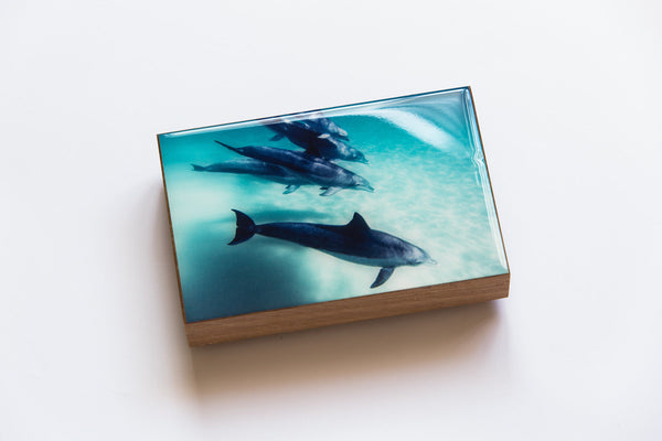 Tallow Beach Dolphins (200mm x 133mm)